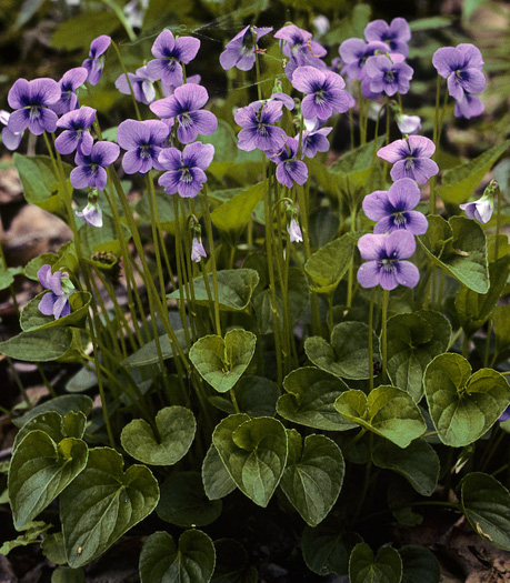 Viola cucullata, Blue Marsh Violet, Bog Violet